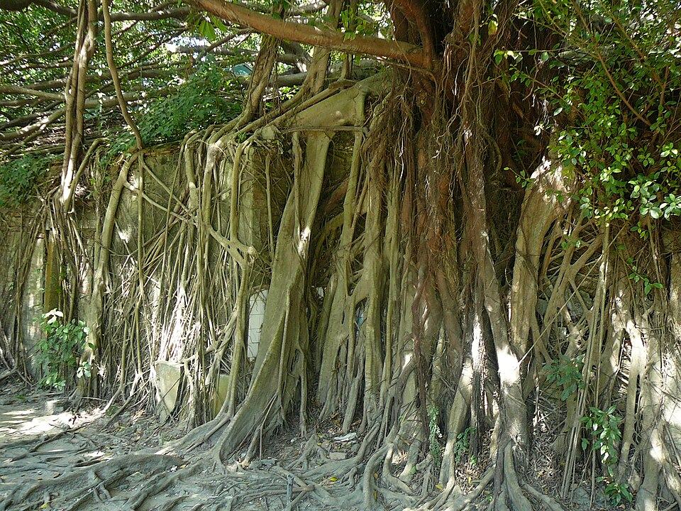 Banyan roots in Anping Tree House